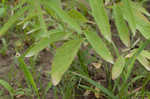 Lemon beebalm